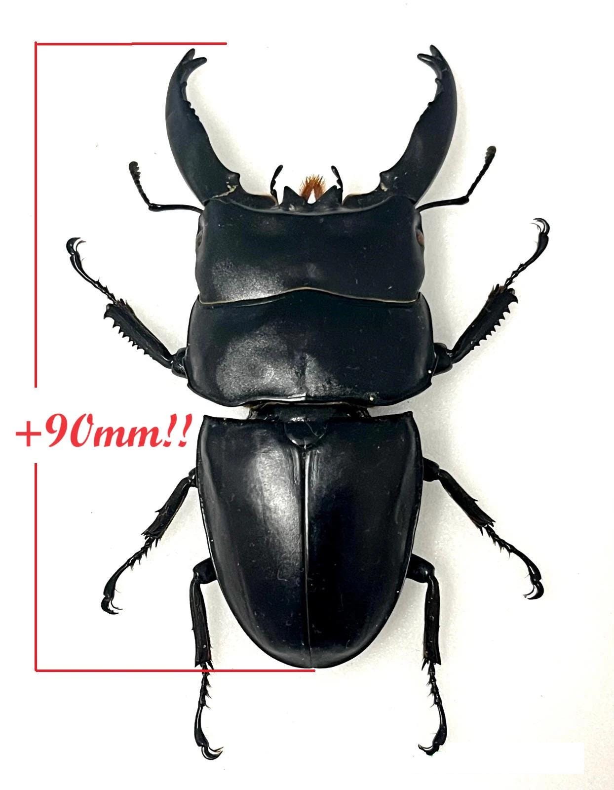 Giant +90mm!!! Lucanidae Dorcus Alcides Mounted - Insects for Your
