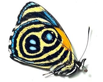 Unmounted - Nymphalidae Callicore eunomia Perú - Insects & Butterflies for your art projects or entomology collection