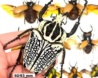 1 A-1 Goliathus Goliathus 93mm Cameroon Flower Beetle, Real