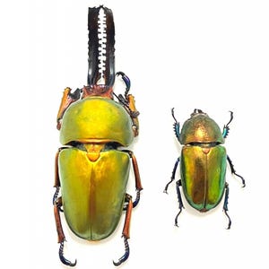 May include: Two iridescent beetles with metallic green and gold shells are displayed against a white background. The larger beetle has a prominent, toothed appendage. The smaller beetle is a similar color and shape.