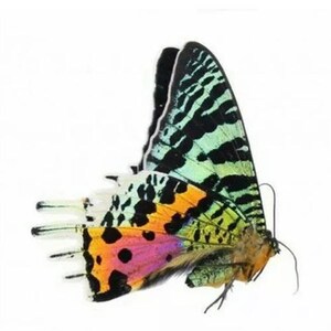 Pode incluir: Uma imagem detalhada de uma borboleta, mostrando cores e padrões vibrantes. As asas apresentam marcas pretas, verdes, laranja e rosa. O corpo da borboleta é uma mistura de laranja e castanho, com antenas finas.