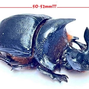 Op de afbeelding: Een close-up van een grote, donkerblauwe kever met opvallende hoorns en een getextureerd exoskelet. De afbeelding bevat een rode kader met de tekst "50-52mm!!!" (ongeveer 5 cm), die de grootte van de kever aangeeft. De kever heeft oranje en bruine accenten.