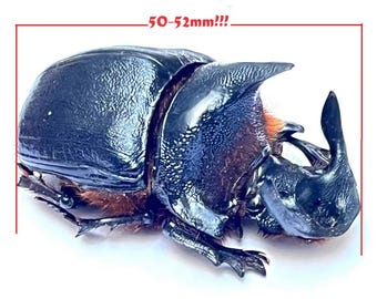標本 Tanzania Heliocopris s.p 36mm 標本 Tanzania Heliocopris s.p 36mm 標本 Tanzania Heliocopris s.p
