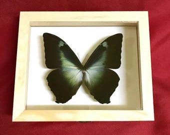 Morpho Cisseis/phanodemus Peru (PE) - Wild Caught - Blue Orange