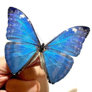 Morphidae- Mounted - Male Morpho adonis - Insects for your art projects or entomology collection