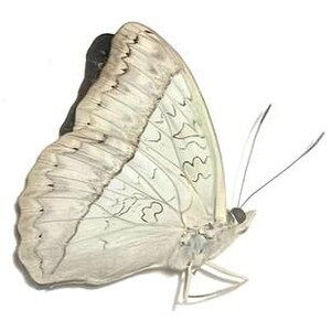 Può includere: Immagine dettagliata di una farfalla con ali bianche e grigio chiaro. Le ali presentano intricati motivi e segni in grigio più scuro. La farfalla è posizionata su uno sfondo bianco.