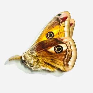 May include: A detailed image of a butterfly wing, displaying a complex arrangement of colours and patterns. The wing is a mix of yellow, brown, and cream, with eye-like designs. The texture is intricate, with visible scales and a feathery border.