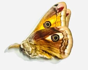 Saturniidae Saturnia Pavonia - Moths unmounted A1