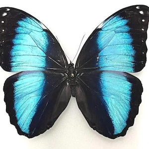 Morphidae - Morpho achilles fagardi - Mounted - Insects for your art projects or entomology collection