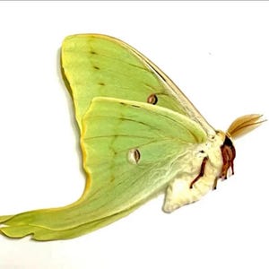 Actias luna USA - male - Insects for your art projects or entomology collection