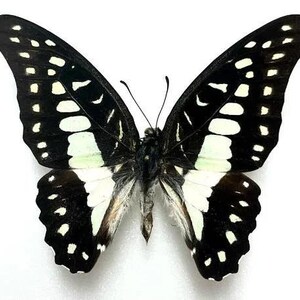 Könnte beinhalten: Nahaufnahme eines Schmetterlings mit ausgebreiteten Flügeln, der ein auffälliges Muster zeigt. Die Flügel sind überwiegend schwarz mit weißen und hellgrünen Markierungen. Der Schmetterling ist vor einem weißen Hintergrund zentriert, was seine komplizierten Details hervorhebt.