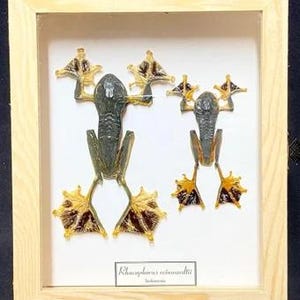 以下が含まれることがあります： 2匹の保存されたカエルが収められた額縁入りの展示。カエルは背面から見ており、濃い緑色で、黄色と茶色の水かきのある足があります。フレームは明るい色の木材でできており、下部のラベルには「Rhacophorus reinwardtii、インドネシア」と書かれています。