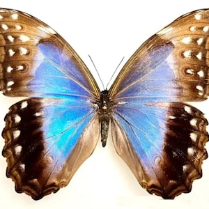Morphidae- Mounted - Female Morpho didius from Peru - Insects for your art projects or entomology collection