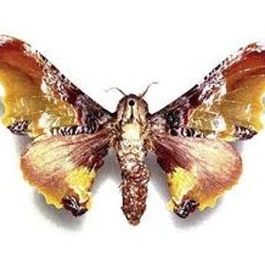 Pode incluir: Imagem detalhada de uma mariposa com as asas abertas. As asas exibem um padrão complexo de marrom, amarelo e branco, com uma aparência texturizada. O corpo é uma mistura de marrom e bege, contra um fundo branco limpo.