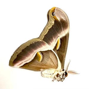 Real Indian Silkmoth Samia cynthia ricini - Unmounted - Butterflies & Moths for your art projects or entomology collection