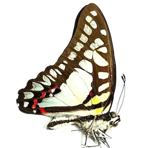 Könnte beinhalten: Ein Schmetterling mit braunen, weißen und gelben Flügeln und einem schwarzen Körper. Die Flügel des Schmetterlings weisen ein Muster aus weißen Punkten und einen roten Akzent auf. Der Schmetterling ist vor einem weißen Hintergrund platziert.