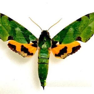 Mounted African Emerald Sphinx - Euchloron megaera from Cameroon - Mounted Sphingidae - Moths for your art projects or entomology collection
