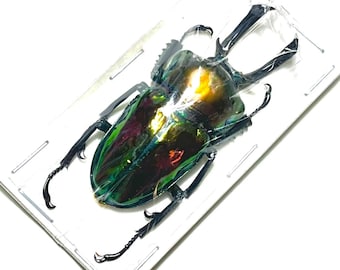 1 A-1 Mesotopus Tarandus 48mm Cameroon Male Lucanid Stag Beetle