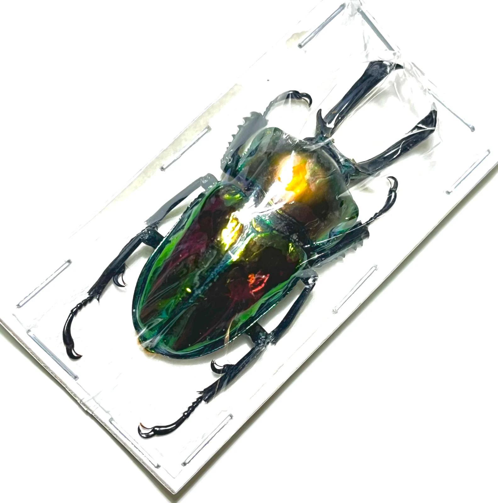 Macrophotograph Of A Psalidognathus Friendi With Metallic Accent On A White Background 2bc3jcj