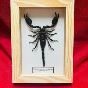 Könnte beinhalten: Gerahmte Präsentation eines konservierten schwarzen Skorpions, zentriert auf weißem Hintergrund. Der Skorpion ist in einem hellen Holzrahmen eingeschlossen. Ein kleines Etikett unten lautet "HETEROMETRUS CYANEUS INDONESIA".