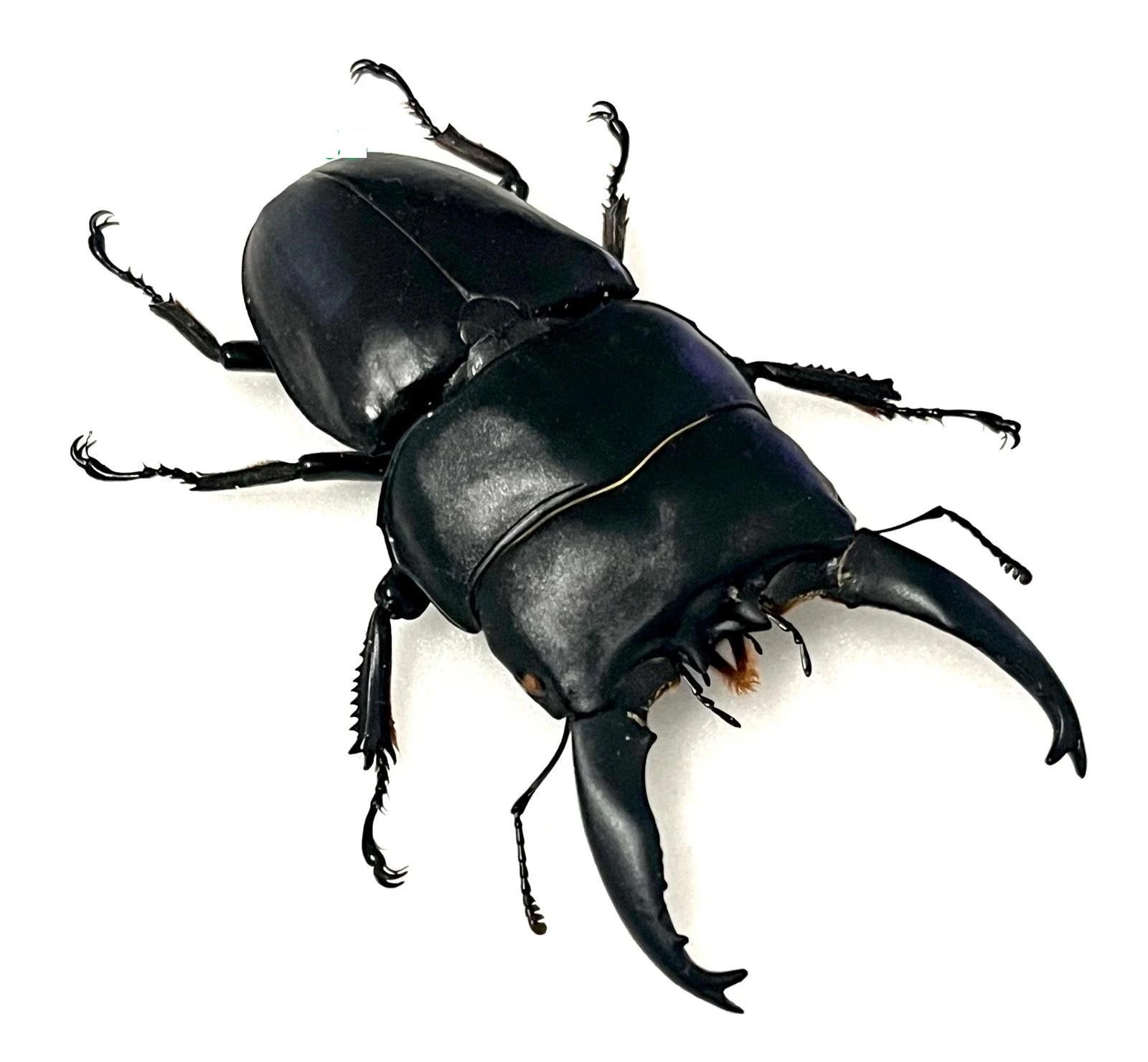 アート・デザイン・音楽 IL CERVo VOLANTE (Coleoptera lucanidae) Giant +90mm!!! Lucanidae Dorcus Alcides Mounted - Insects for Your