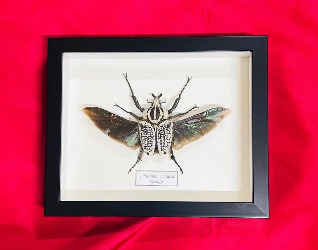 ゴライアス メレアグリス 99㎜ 標本 Yahoo!オークション -「ゴライアス 標本」の落札相場・落札価格