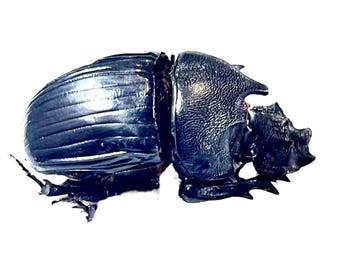 4 A-1 Heliocopris Antenor 43mm Cameroon Scarab Beetle, Real