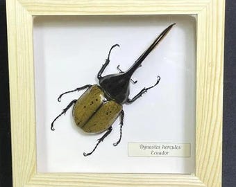 ウエスタンヘラクレスオオカブト Dynastes Grantii 甲虫目 額