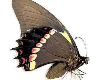 Nieoprawione - KOBIETA! Papilio aristeus - Owady i motyle do Twoich projektów artystycznych lub kolekcji entomologicznej