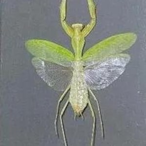 May include: A detailed top-down view of a praying mantis. The insect is primarily green with translucent wings, and long, slender legs. The mantis is positioned against a gray background, showcasing its intricate body structure.