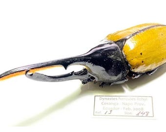 ヘルクレスオオカブト 標本 (Dynastes hercules) Amazon.co.jp: 虫の標本 ヘラクレスオオカブト Dynastes