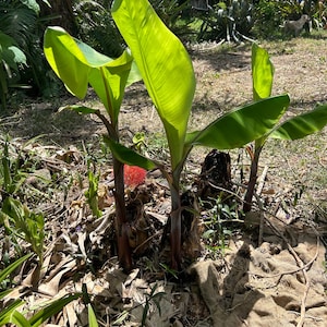 Cuban Red Banana (Musa x Red Dacca) - Live Rhizome