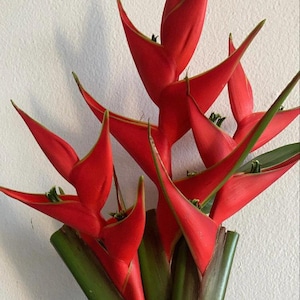Heliconia Stricta &quot;Iris&quot; - Live Rhizome