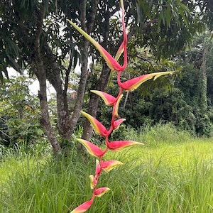 Heliconia Chartacea (Temptress) - Live Rhizome