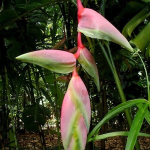 Heliconia Chartacea (Sexy Pink) - Live Rhizome