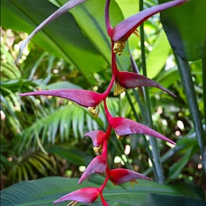 Heliconia Collinsiana - Live Rhizome