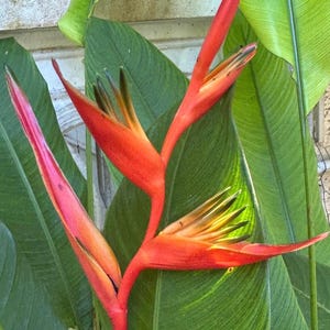 Heliconia Guyana (Psittacorum x Spathocircinata) - Live Rhizome
