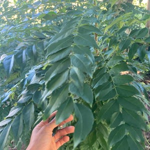 新鮮なカレーリーフ（ムラヤ・コエニギ） – 20本