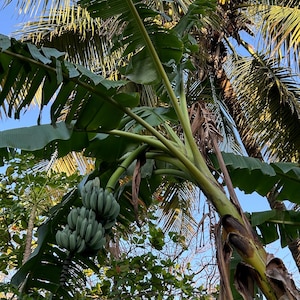 Blue Java Banana (Musa acuminata × balbisiana ‘Blue Java’) – Live Rhizome