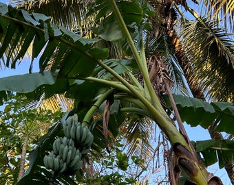 Blue Java (Ice Cream Banana) - Live Rhizome