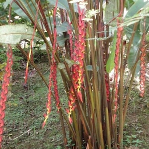 Heliconia Carmalae (Carma) - Live Rhizome