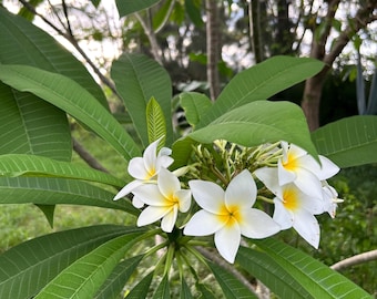 Rare Hilo Beauty Plumeria Dark Red Cutting 8-12 Inch - Etsy
