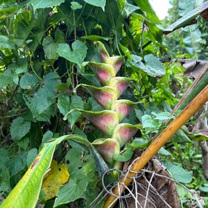 Heliconia (Bonnie Kline) - Live Rhizome