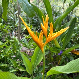 Heliconia &#39;Golden Torch&#39; (Psittacorum x Spathocircinata) - Live Rhizome