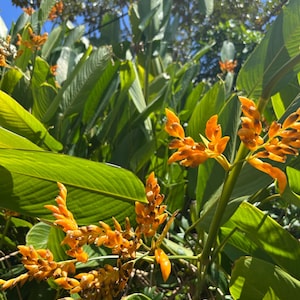 Orange Beads &#39;Pico de Gallo&#39;  (Stromanthe Lutea) - Live Rhizome