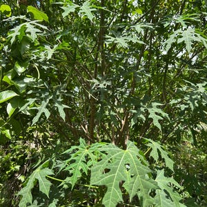 Chaya Cuttings (Cnidoscolus aconitifolius) - 2 varieties