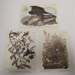 Set of 3 Full-Color Audubon Bird Lithographs, ready for framing, Bird Art