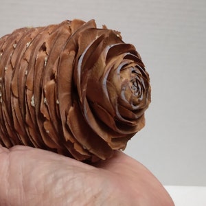 May include: A large, brown pine cone with a spiral pattern, held in a hand. The cone's scales are a warm brown color, and it has a textured surface. A small piece of green foliage is visible.