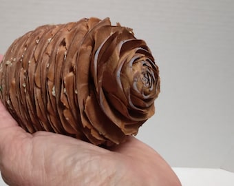 Puede incluir: Una piña grande y marrón con un patrón en espiral, sostenida en una mano. Las escamas del cono son de color marrón cálido y tienen una superficie texturizada. Se ve un pequeño trozo de follaje verde.