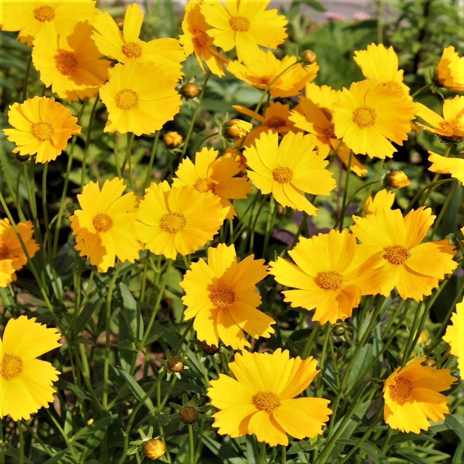 Coreopsis Golden Flower Seeds Organically Grown NON-GMO 5.6 - Etsy